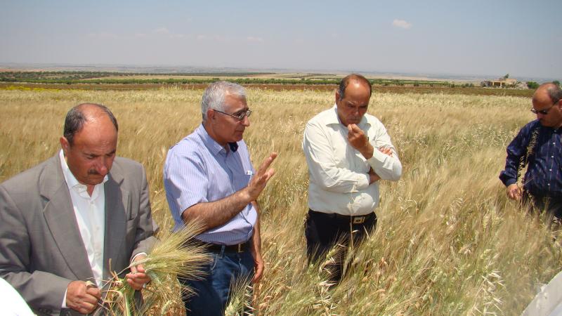 Scientists working with farmers on improved wheat varieties and managing the crop