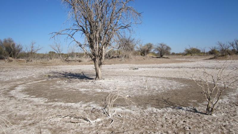 70 percent of Iraq's irrigated area suffers from varying levels of salinity. 
