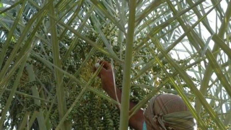 The capacity strengthening initiatives targeted date palm production – a strategic crop across the Arabian Peninsula.