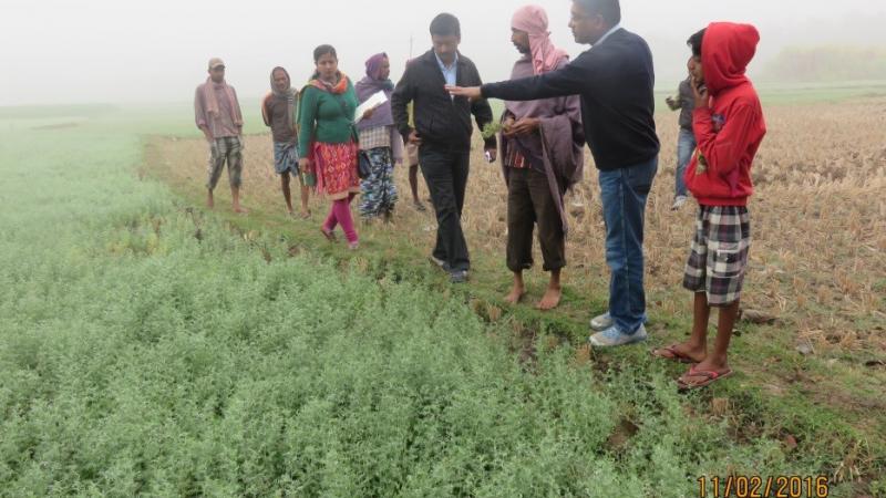 Scientists and farmers examining lentil sown in the rice-fallow area of Birbhum (West Bengal)