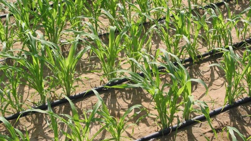 Drip irrigation is used by farmers to improve the water productivity of wheat production (image courtesy of the Water Movement)