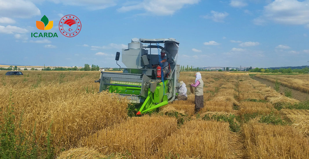 Political Economy of the Wheat Sector