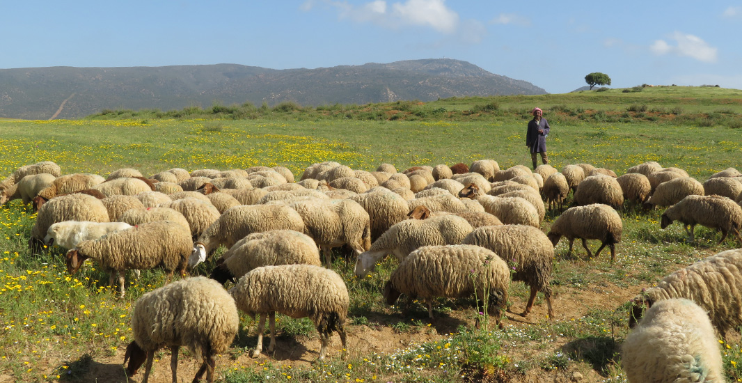 Restoring Rangelands header