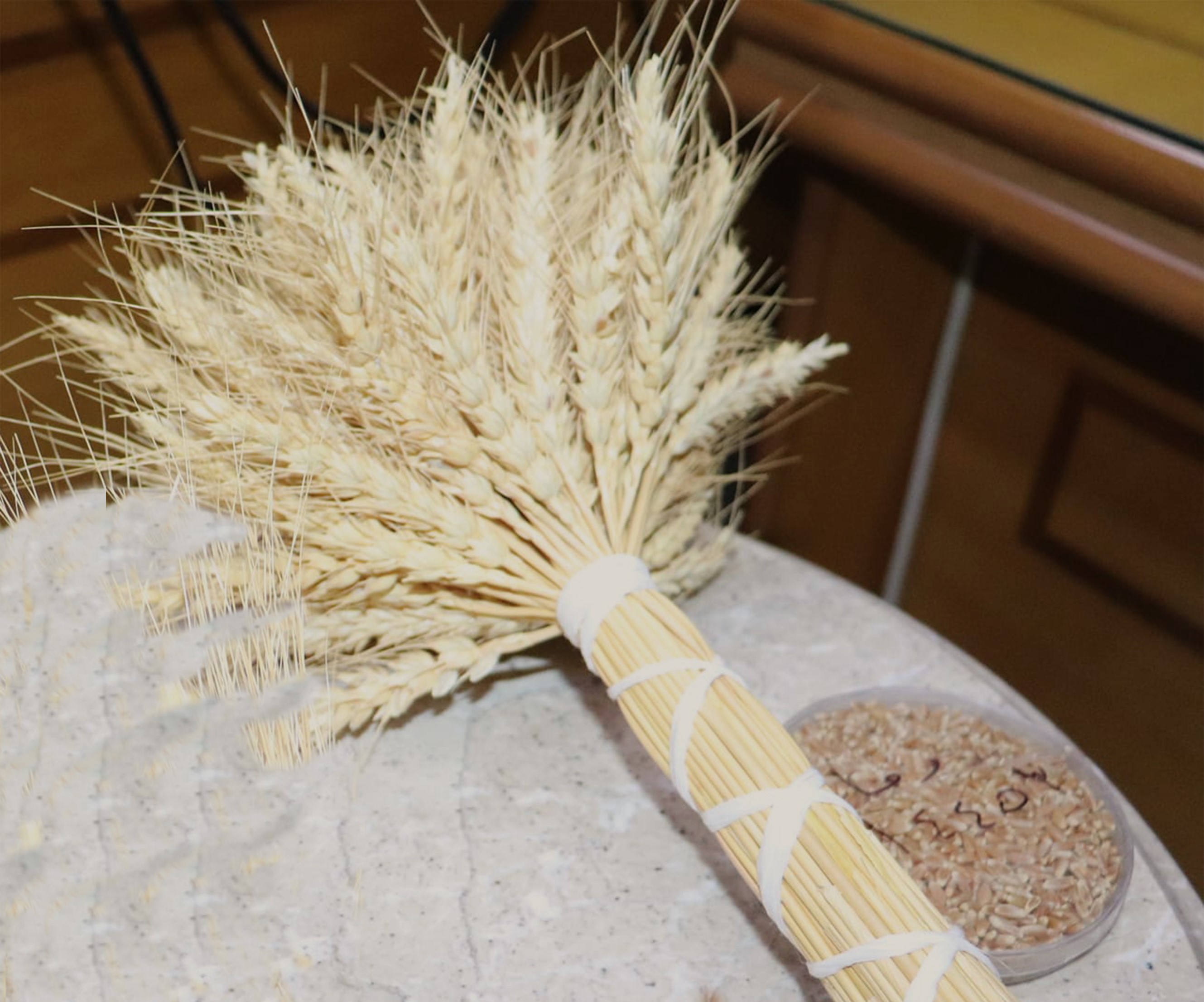 Cham 12 Wheat Variety (Code name: Douma 64453 by GCSAR)