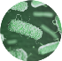 Bacteria