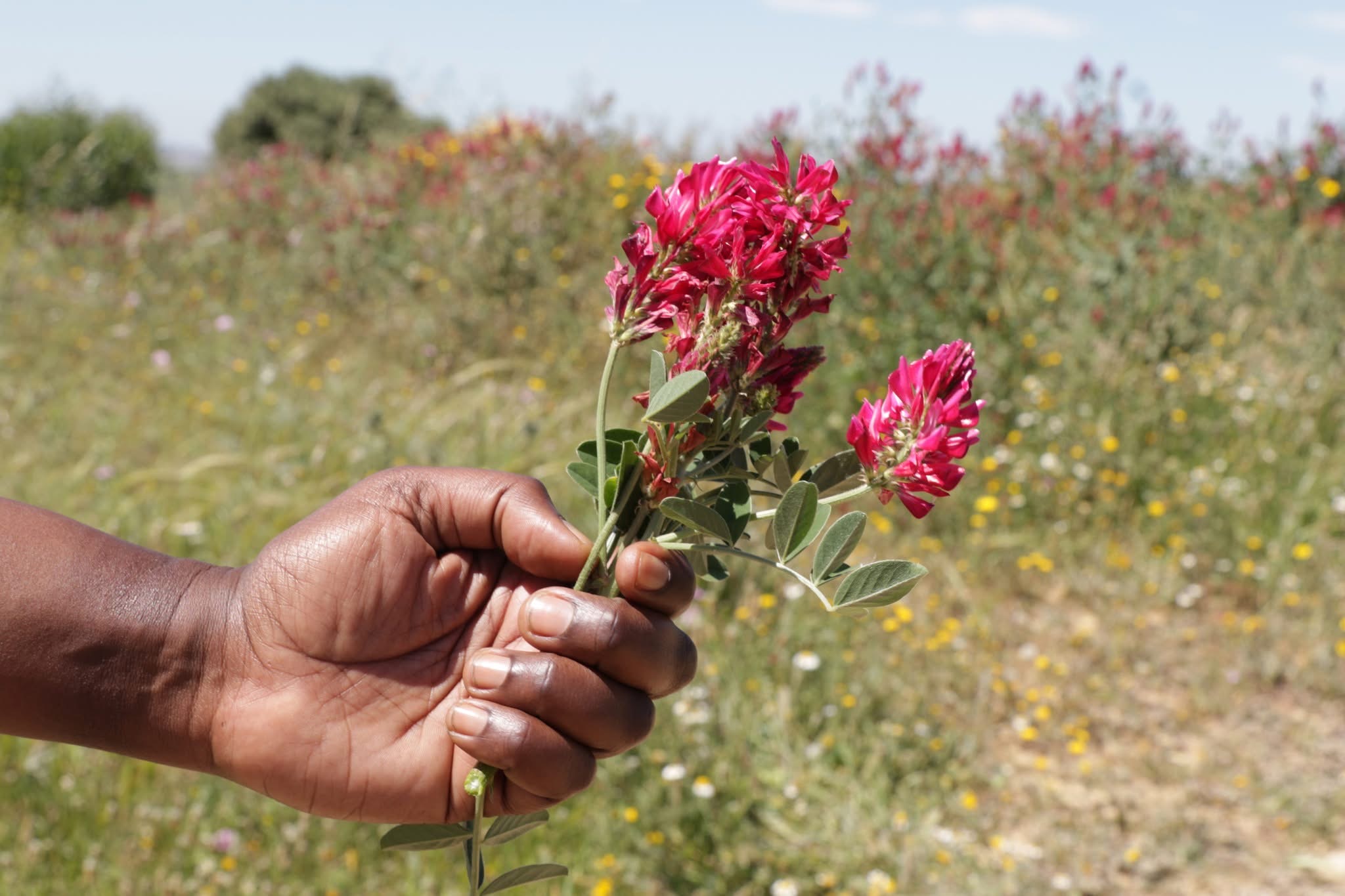 Sulla (Hedysarum coronarium L.), a native forage legume.