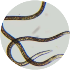 nematodes