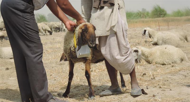 Using GPS collars to monitor herd mobility across the landscape