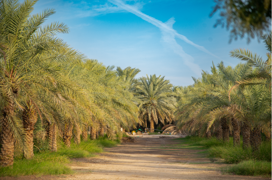 Photo credit: ICARDA/Ahmed Elsheemy