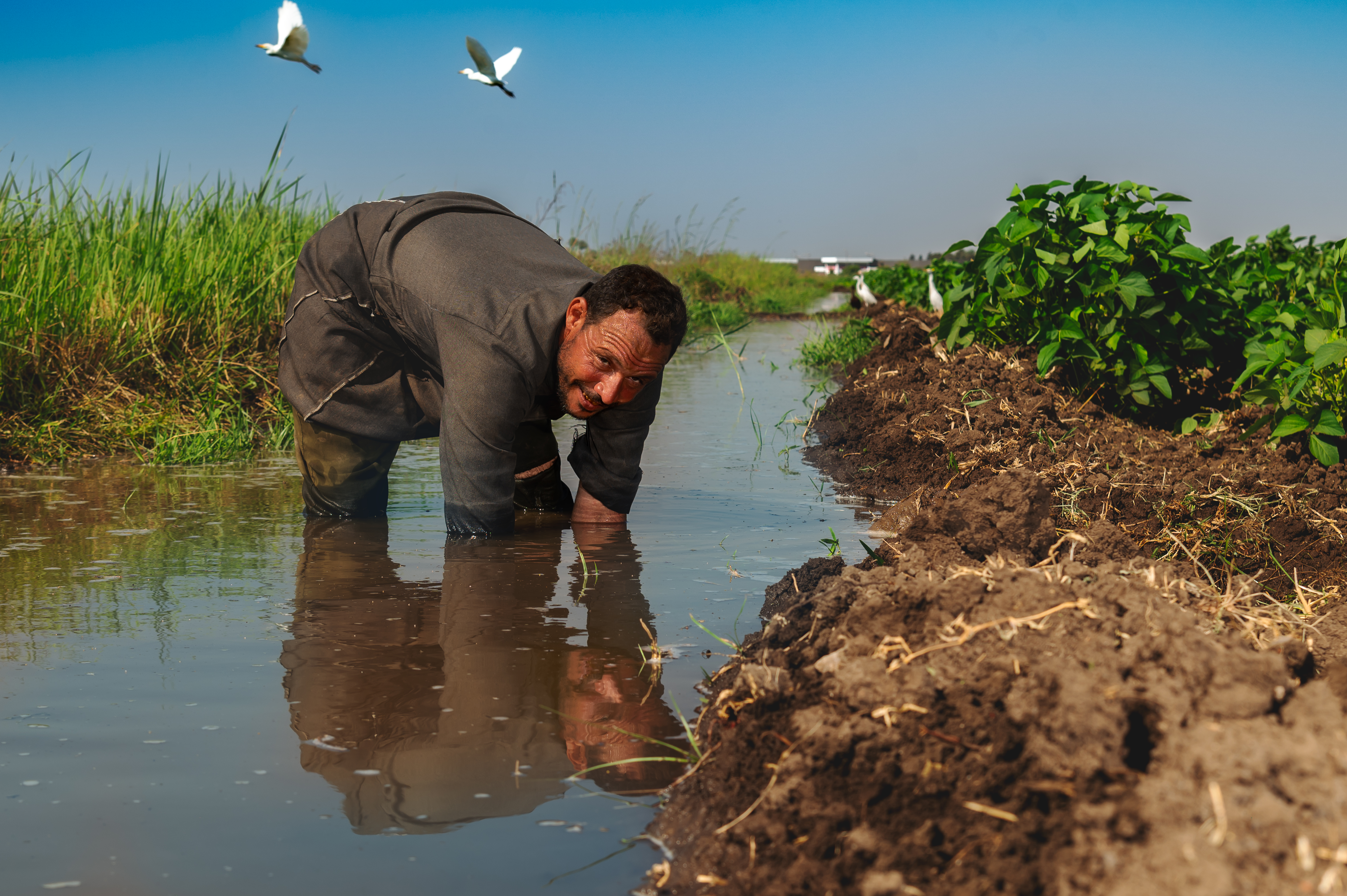 Farmer in his field, Kafr El-Sheikh, Egypt. Photo: Ahmed El Sheemy/ICARDA
