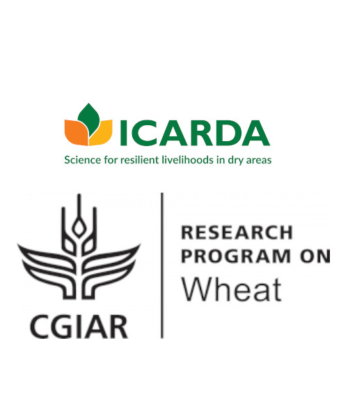 ICARDA CRP Wheat