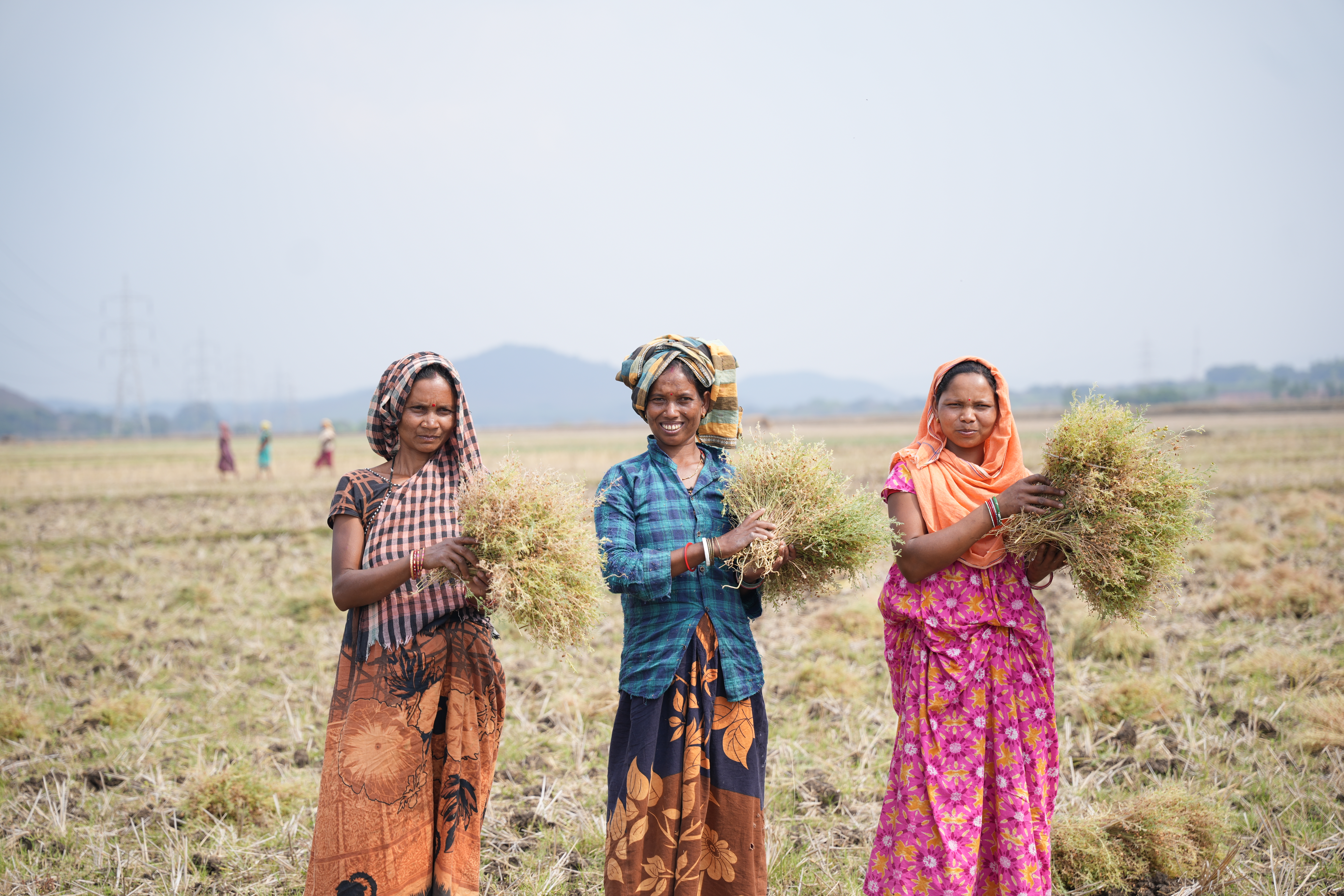 Women farmers holding a lentil harvest in Odisha