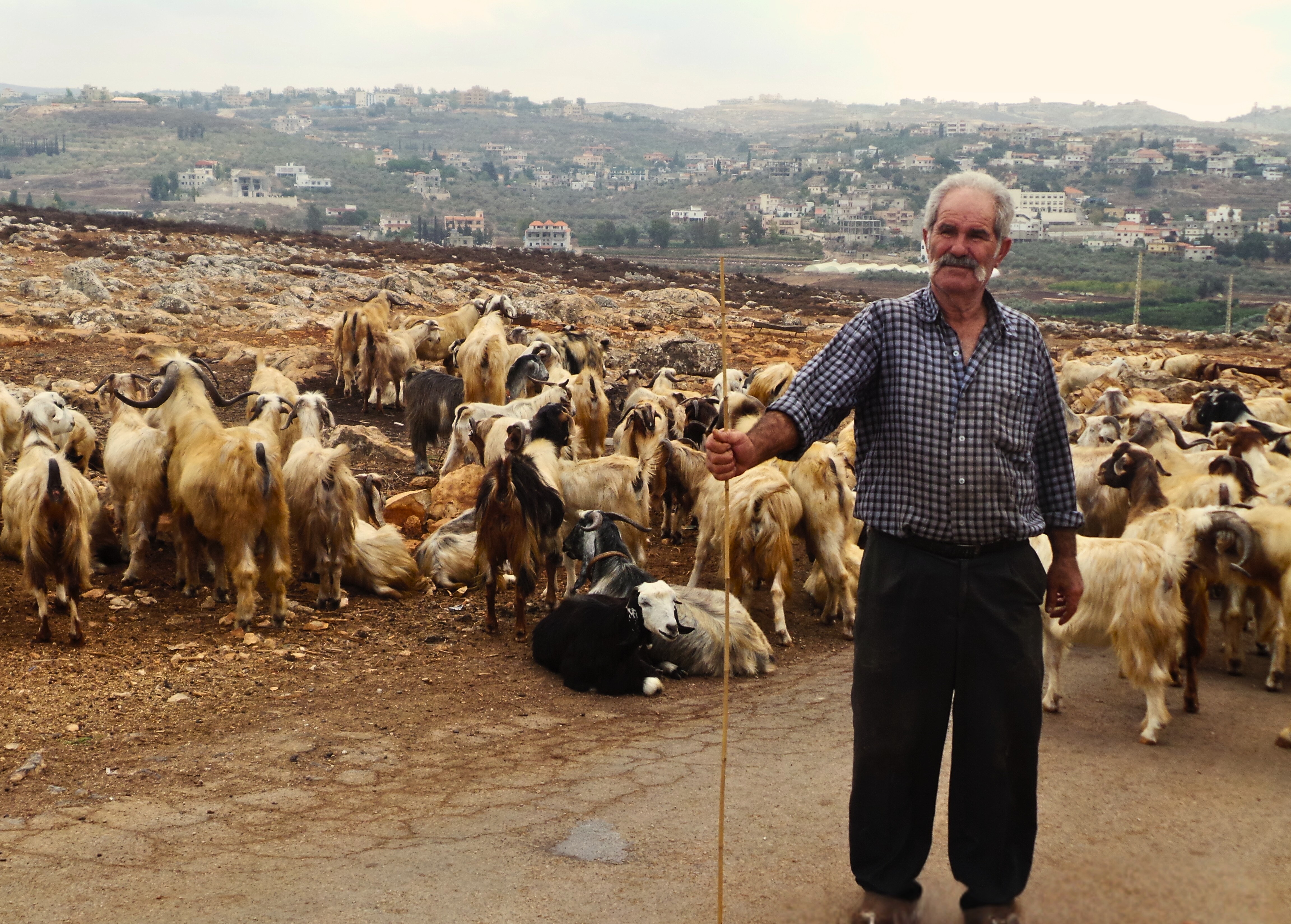 A pastoralist with his flock of goats in Lebanon – Photo: Mounir Louhaichi/ICARDA