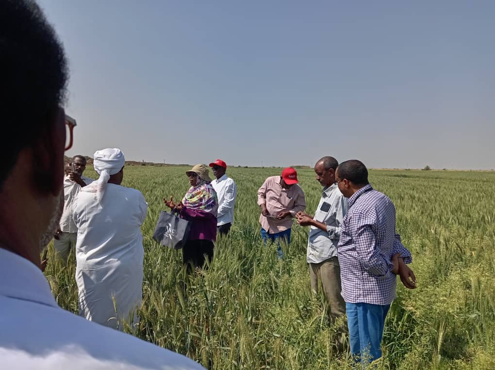 The field day event of TAAT II Wheat Compact at Elmangael IP site in Gezira Scheme, Sudan.