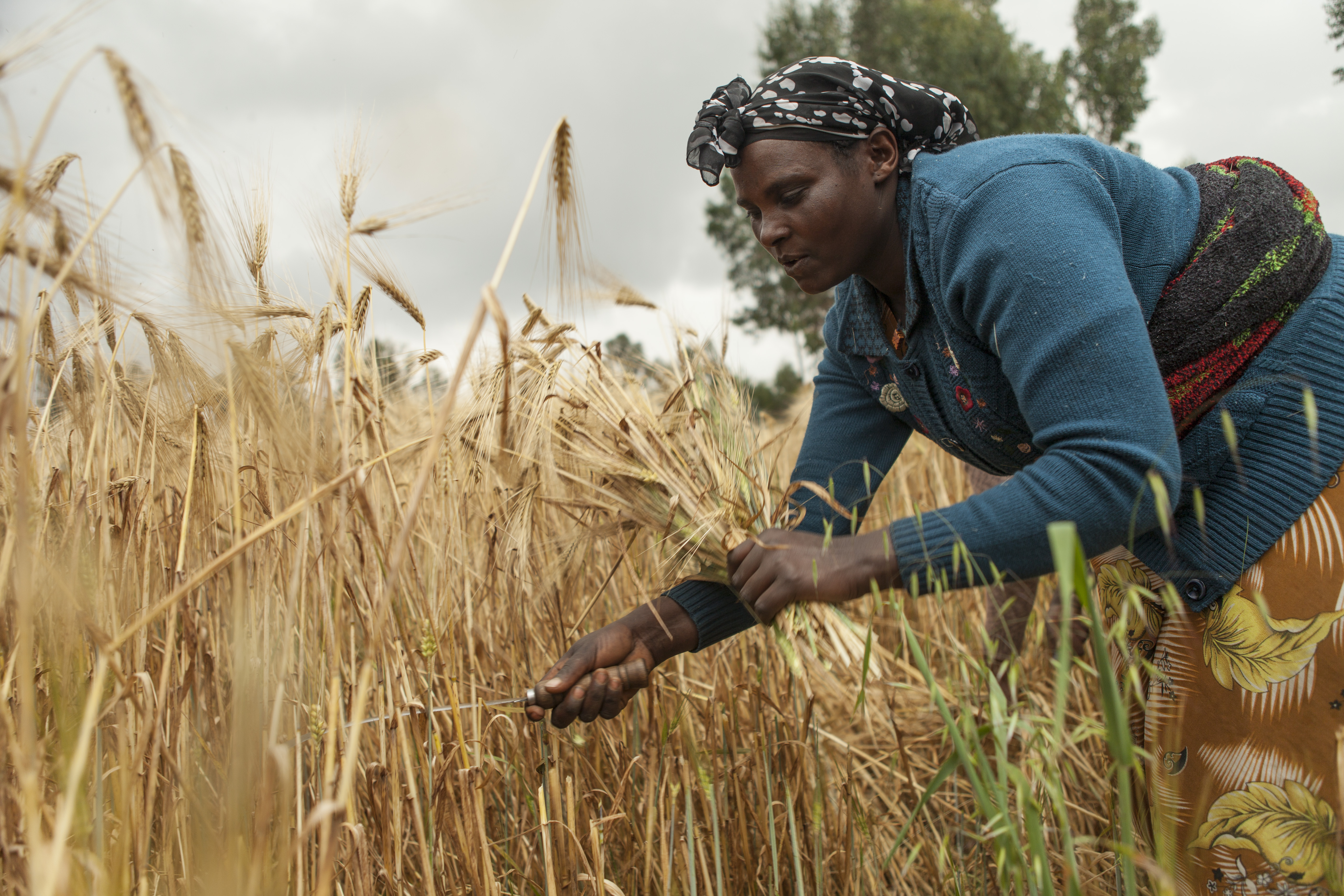 New improved varieties of malt barley raise the bar for yield and incomes for smallholder farmers in Ethiopia