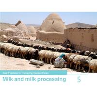 Best Practices for Managing Awassi Sheep 5-Milk and Milk Processing