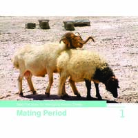 Best Practices for Managing Awassi Sheep 1-Mating Period