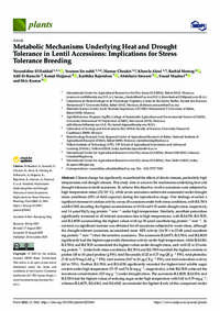 Metabolic Mechanisms Underlying Heat and Drought Tolerance in Lentil Accessions: Implications for Stress Tolerance Breeding