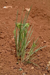 Integrated Pest management (IPM) of Insect Pests - Russian Wheat Aphid Project: Evaluation of Durum Wheat for Russian Wheat Aphid Resistance Experiment 2000