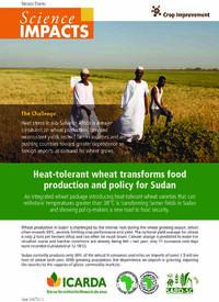 Heat-tolerant wheat transforms food production and policy for Sudan 