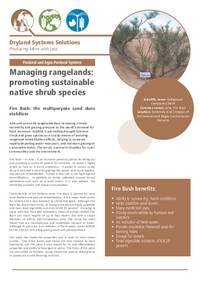 Managing rangelands: promoting sustainable native shrub species: Fire Bush: the multipurpose sand dune stabilizer