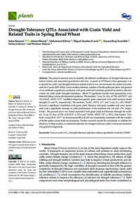 Drought-Tolerance QTLs Associated with Grain Yield and Related Traits in Spring Bread Wheat