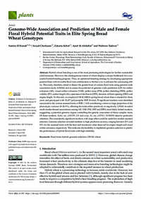 Genome-Wide Association and Prediction of Male and Female Floral Hybrid Potential Traits in Elite Spring Bread Wheat Genotypes