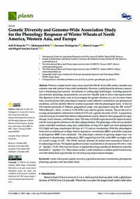 Genetic Diversity and Genome-Wide Association Study for the Phenology Response of Winter Wheats of North America, Western Asia, and Europe