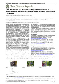 First report of a ‘Candidatus Phytoplasma asteris’ isolate associated with banana elephantiasis disease in Colombia