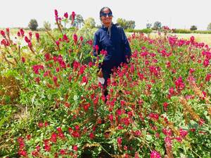 Dr. Mina Devkota stands in the midst of flowering forage crops
