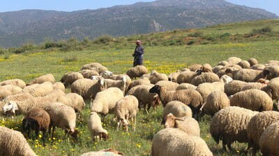 Grazing Sheep Flock in Oued Sbaihia - Tunisia