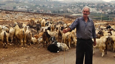 A pastoralist with his flock of goats in Lebanon – Photo: Mounir Louhaichi/ICARDA