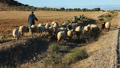 Flock of sheep, Zoghmar Community, Tunisia