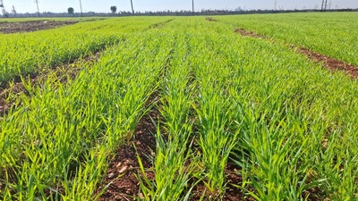 Cham 9 breeder seed, a durum wheat variety, growing at GOSM’s Al-Dar Al-Kabira multiplication plot in Homs, Syria.
