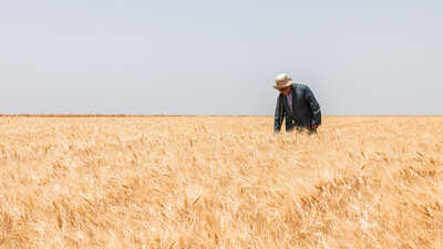 A farmer in a Jawahir Wheat Field in Morocco - Photo: Daoud Smakhou/Crop Trust