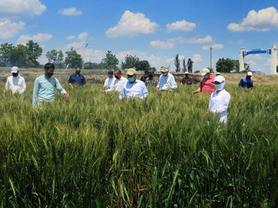 ICARDA, CGIAR and COVID-19 - Building Back Better after the storm