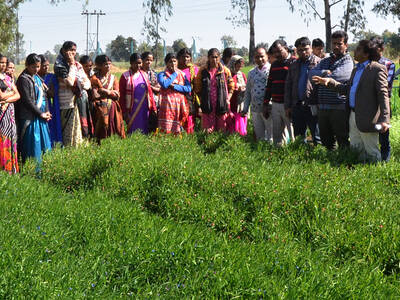 Farmers visiting ICARDA platform FLRP, Amlaha, Grasspea plot under scaling.