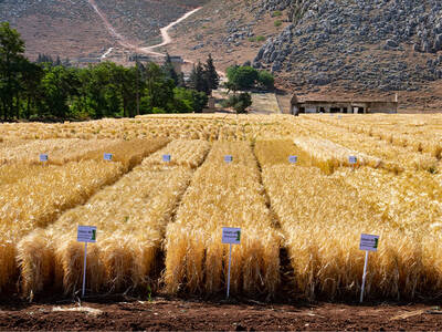 Wheat field at Terbol Station, Lebanon