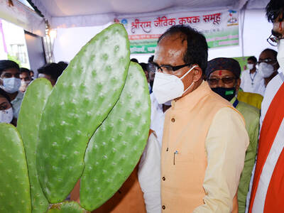 The Chief Minister of Madhya Pradesh Mr. Shivraj Singh Chouhan taking keen interest in Spineless Cactus and discussing on its potential as green fodder for livestock in the low rainfall dry regions of the state with degraded/barren lands