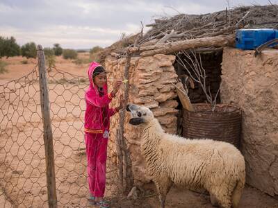 Sheep in rural Tunisia