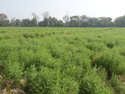 Plot-level impact of improved lentil varieties in Bangladesh.