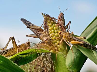 Desert Locusts devouring crops
