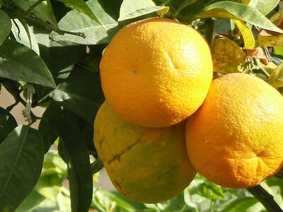 Tunisian oranges (source: Gordontour, Flickr)
