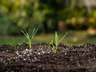 ICARDA Celebrates World Soil Day 2022
