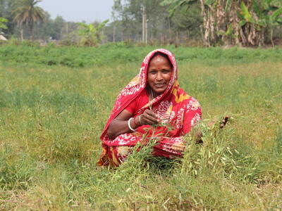 Female farmer in India holding lentil crops 