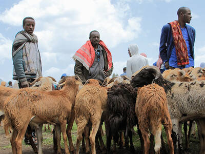 Local Sheep Market - Ethiopia