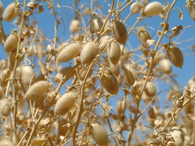 Chickpea