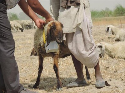 Using GPS collars to monitor herd mobility across the landscape