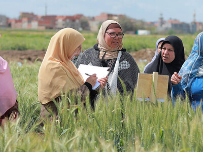 Wheat farmers in Egypt