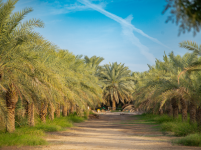 Photo credit: ICARDA/Ahmed Elsheemy